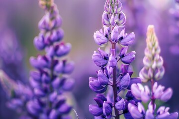 Wall Mural - bouquet of bright lupins, bright summer colors