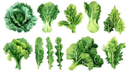 Wall Mural - A set of green leafy vegetables, including kale, spinach, and lettuce, isolated on a white background