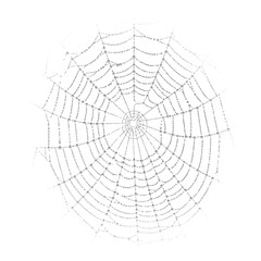 spider on web