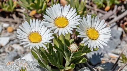 Sticker - Three white daisies bloom together on a rocky surface