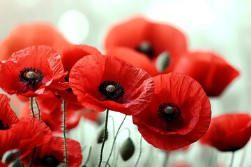 Wall Mural - Stunning Red Poppies in Bloom