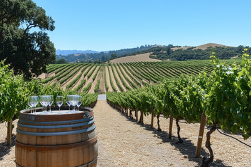 Scenic vineyard tour with barrels, wine glasses, and rows of grapevines under a sunny sky
