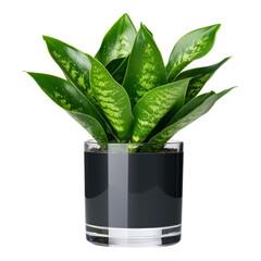 Sticker - Elegant Green Indoor Plant in Stylish Decorative Pot on Display