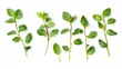 © Nurul - Fresh oregano sprigs arranged on white background, food recipe ingredient