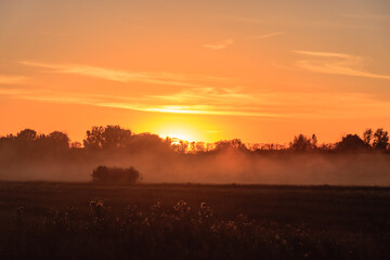 Wall Mural - the sun is setting over a field of trees