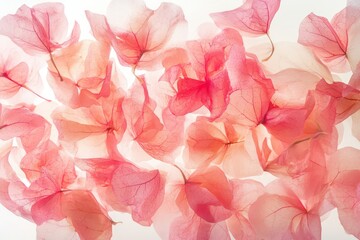 Wall Mural - A close-up of delicate pink bougainvillea flowers, showcasing their vibrant hues and soft petals against white.