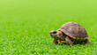 © tugkiara - Baby tortoise crawling on green grass, nature background, wildlife, pet