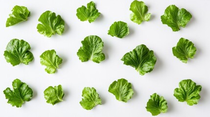 Wall Mural - Green lettuce leaves arranged on white background, food photography, healthy eating