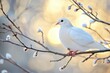 © Ifti Digital - White dove gathers twigs for its nest during a serene spring morning among blooming branches, white dove gathers branches for nest