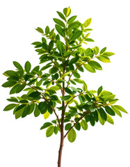 Wall Mural - tree on transparent background, realistic tree with green leaf bush stand alone isolate cut out with