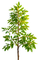 Wall Mural - tree on transparent background, realistic tree with green leaf bush stand alone isolate cut out with