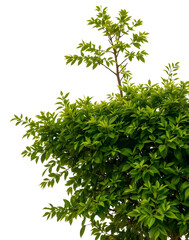 Wall Mural - tree on transparent background, realistic tree with green leaf bush stand alone isolate cut out with