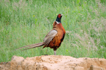 Wall Mural - A crowing wild ring-necked pheasant standing on a heap of sand and flapping its wings in the middle of the meadow, side view