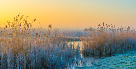 Wall Mural - The edge of a frozen lake in the light of sunrise in winter, oostvaardersveld, almere, flevoland, netherlands, February 1, 2025