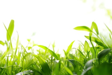 Wall Mural - Fresh Green Grass Closeup, Vibrant Spring Nature