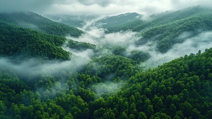 Poster - Serene Mountain Landscape Surrounded by Lush Green Forest and Ethereal Fog Under Misty Clouds Creating a Tranquil Atmosphere