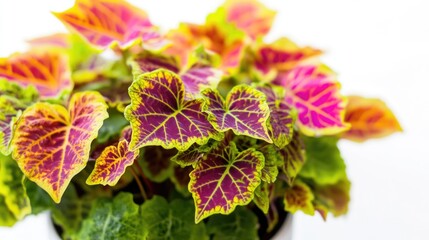 Poster - A close-up shot of a potted plant on a table, ideal for use in interior design or gardening articles