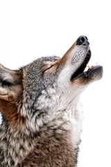 Wall Mural - Close-up view of a wolf's face with its mouth open, suitable for use in wildlife or nature photography contexts