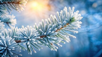 Fototapete - A closeup of a pine branch covered in frost, sunlight shining through the frosty needles, creating a delicate and beautiful winter scene.