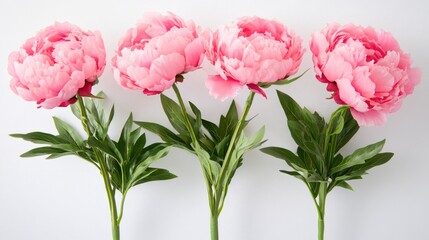 Wall Mural - A collection of pink flowers sit together on the ground