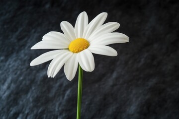 Poster - A single white flower with a bright yellow center