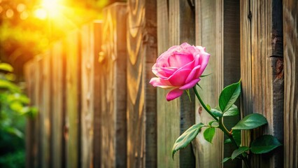 Aufkleber - A delicate pink rose blooms against a weathered wooden fence, bathed in the warm glow of the setting sun.