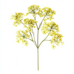 Canvas Print - Dill Isolated