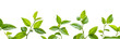 © Nishat - Vines with green leaves on a transparent background