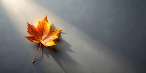 Aufkleber - A Single Autumn Leaf Casts a Shadow on a Gray Surface, Illuminated by a Beam of Sunlight