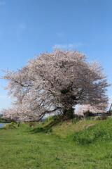 Wall Mural - 日本の春の公園に咲くソメイヨシノの桜の大木