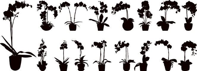 Wall Mural - orchids collection, set silhouette on white background vector