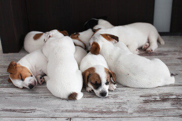 Wall Mural - Group of small Puppies are lying at home