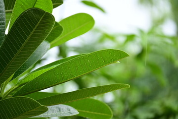 Wall Mural - beautiful green leaf texture in springtime, water drop on frangipani leaves