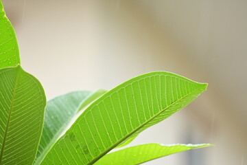 Wall Mural - beautiful green leaf texture in springtime, water drop on frangipani leaves