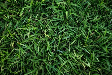 Fototapete - Close up view of vibrant green grass blades creating a dense and textured natural background