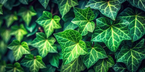 Aufkleber - A Lush Tapestry of Emerald Green Ivy Leaves, Each Veined With Delicate Lines, Creating a Symphony of Nature's Beauty