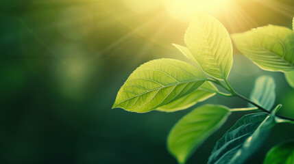 Wall Mural - bright green leaves illuminated by sunlight in a lush natural environment. a perfect background for 