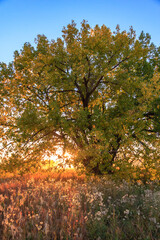 Wall Mural - a tree with leaves that are yellow and brown