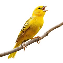 Wall Mural - Bright Yellow Bird Singing on Branch Against White Background