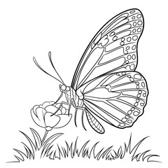 Wall Mural - butterfly on a flower coloring page