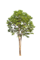 Wall Mural - green tree isolated on transparent background with clipping path, single tree with clipping path and
