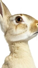 Poster - Close-up of a rabbit's head showcasing its fur and expressive eyes