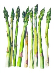 Wall Mural - Watercolor artwork of a bunch of fresh, green asparagus spears with vibrant colors and visible brushstrokes that capture the essence of the vegetable.