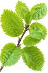 Poster - Fresh green leaves on a branch showcasing vibrant nature in spring