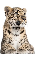 Poster - Leopard Cub Studio Portrait, White Background