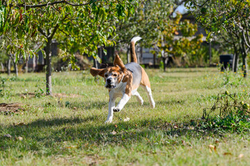 A tricolor beagle with white, brown, and black fur runs on grass in a garden.