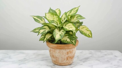 Wall Mural - Plant in flower pot on marble table on white background