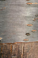 Wall Mural - Japanese flowering cherry bark detail