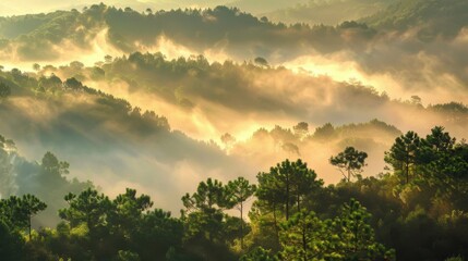 Poster - Misty forest landscape with tall pine trees and dense fog creating an enchanting atmosphere in the early morning hours