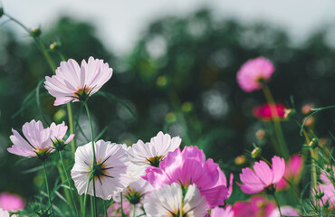 Wall Mural - beautiful pink cosmos flowers in the farming area. flower field on winter season.  vintage tone